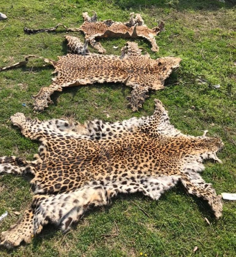 The Battle Against Poaching in Himachal Pradesh
