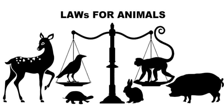 Enforcing Animal Welfare Laws in Gujarat