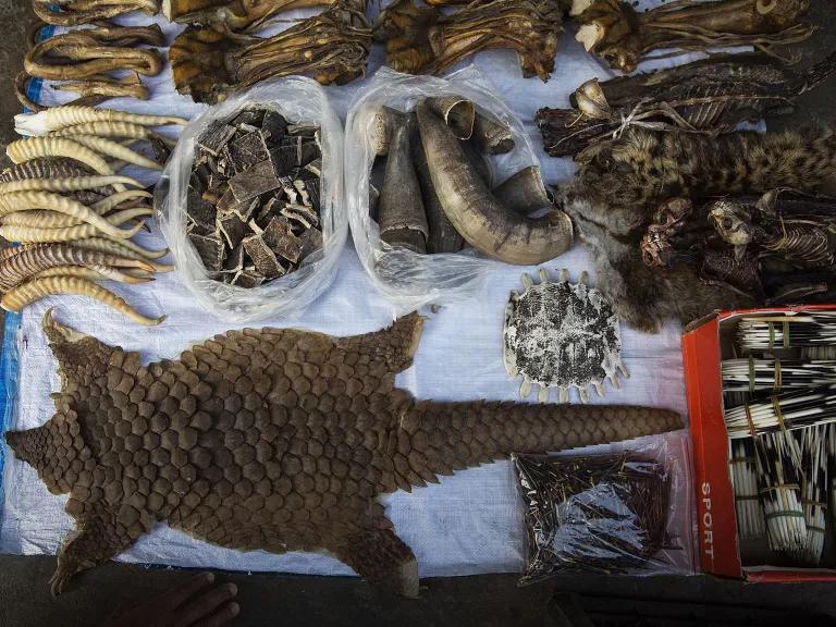 Rajasthan Police Crack Down on Illegal Wildlife Trade