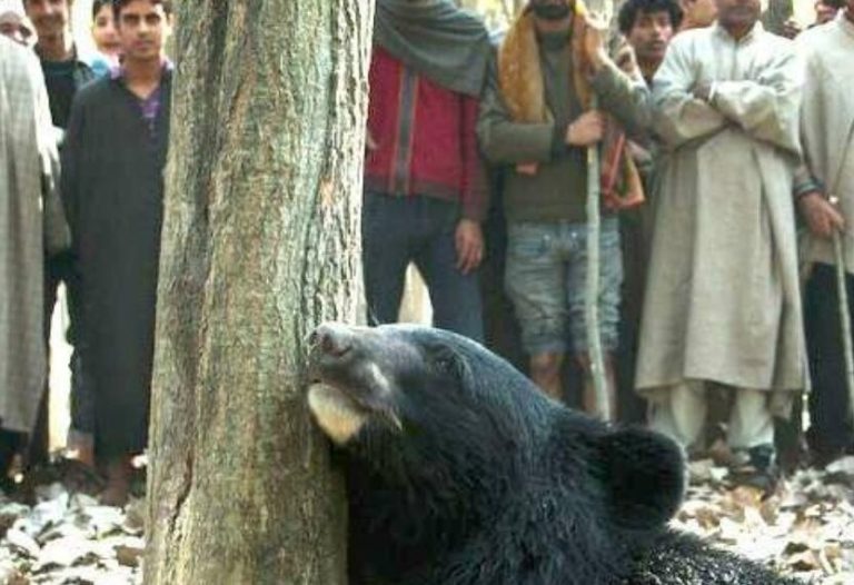 The Fight Against Poaching in Jammu and Kashmir