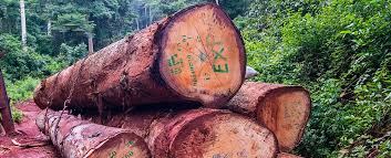 Crackdowns on Illegal Logging & Wildlife Poaching in Chhattisgarh