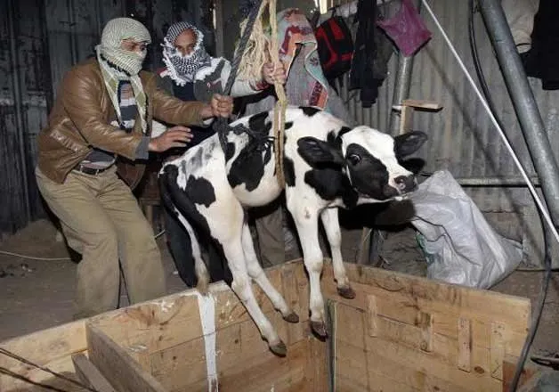 Karnataka Police Tackle Cattle Theft and Illegal Slaughter