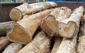 Arunachal Pradesh Police Crack Down on Illegal Logging