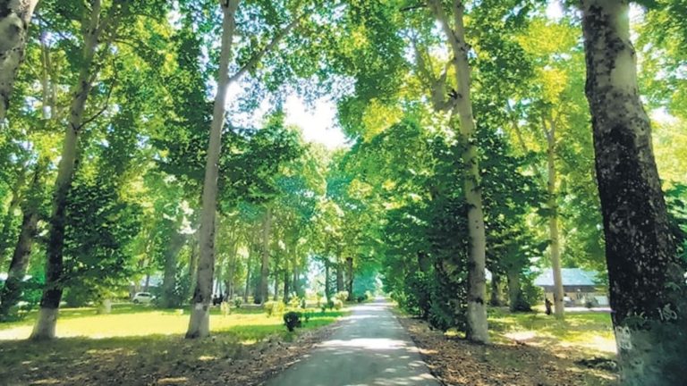 Geo-Tagging Chinar Trees for Preservation in Kashmir
