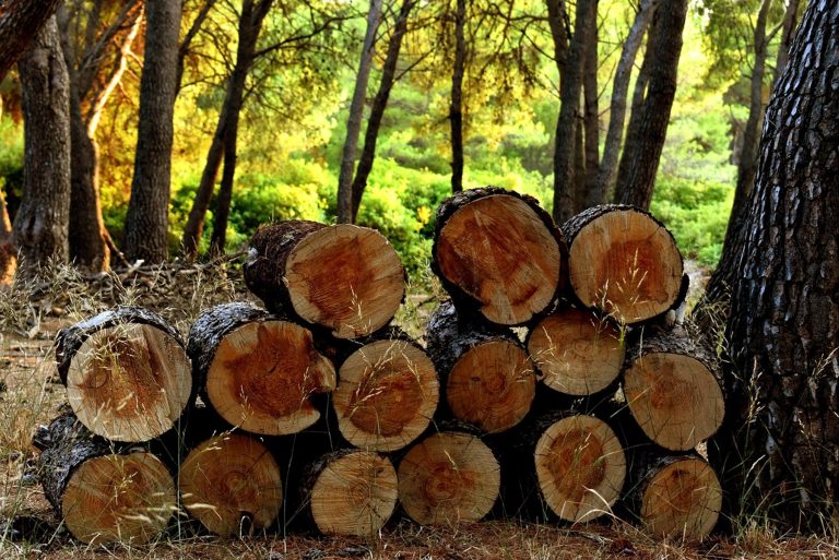 Assam Police Arrest Three in Illegal Timber Smuggling Operation