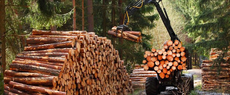 Cracking Down on Illegal Timber Trade