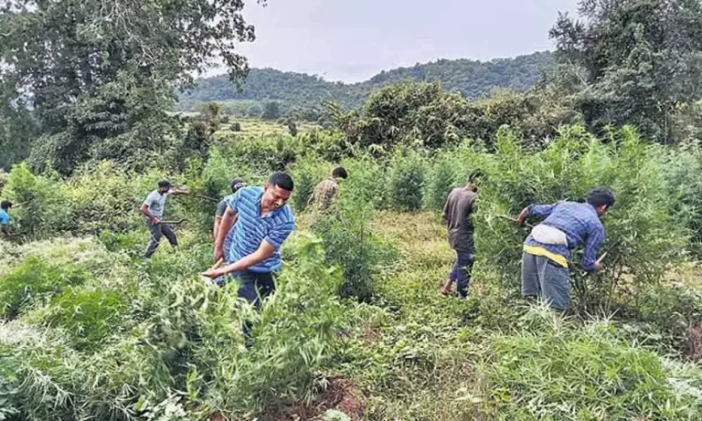AP Police Destroy 8 Acres of Illegal Cannabis Plantations