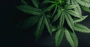 Major Drug Bust in Arunachal: Rs 1.33 Crore Cannabis Seized
