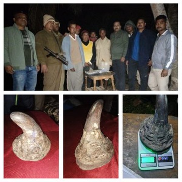 Assam Police Bust Rhino Horn Smuggling; Four Arrested