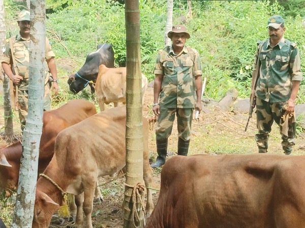 BSF Foils Cattle Smuggling Bid Near Meghalaya Border
