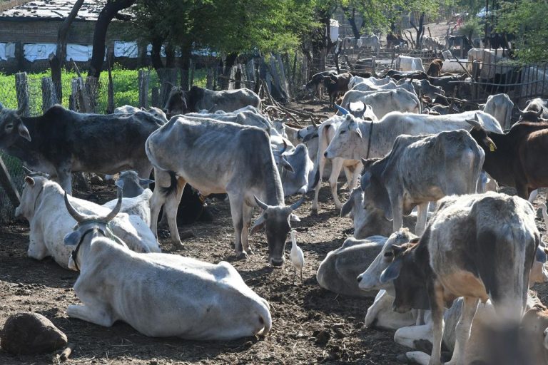Karnataka Police Probe Expands in Cow Cruelty Case