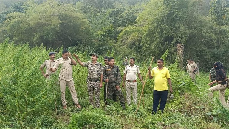 Odisha Police Destroys 15,000 Acres of Cannabis Plantations