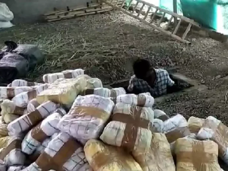 Karnataka Police Destroys 394 Kg Ganja, Boosts Anti-Drug Efforts