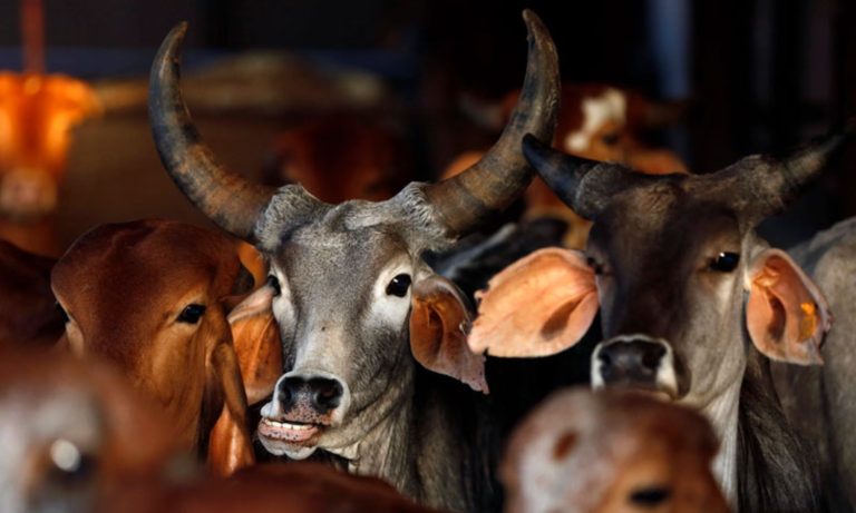 Karnataka Police Shoot at Cow Slaughter Accused in Self-Defense