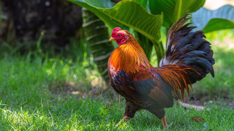Kerala Police and PETA Halt Rooster Sacrifice at Temple