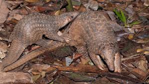 Mizoram Police Busts Wildlife Trade Network