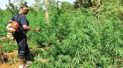 Odisha Police Launches Drives to Eradicate Cannabis Cultivation
