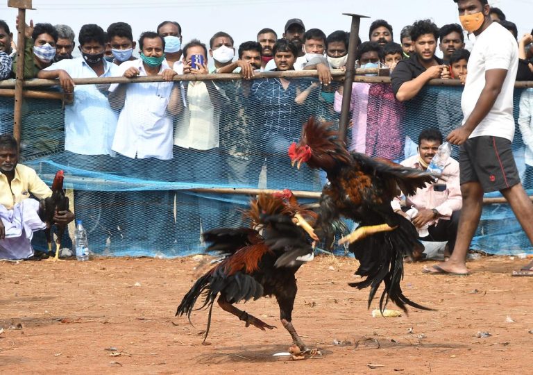 Illegal Rooster Fights Continue During Sankranti in Andhra Pradesh