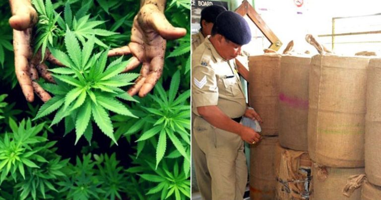 Assam Police Destroys ₹3.5 Crore Worth of Cannabis in Tripura