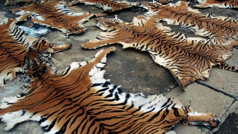 Assam Crackdown on Wildlife Trafficking