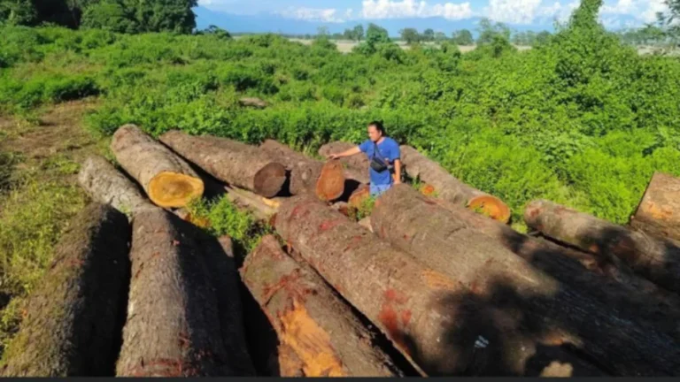 Addressing Illegal Logging in Nagaland:Legal Actions