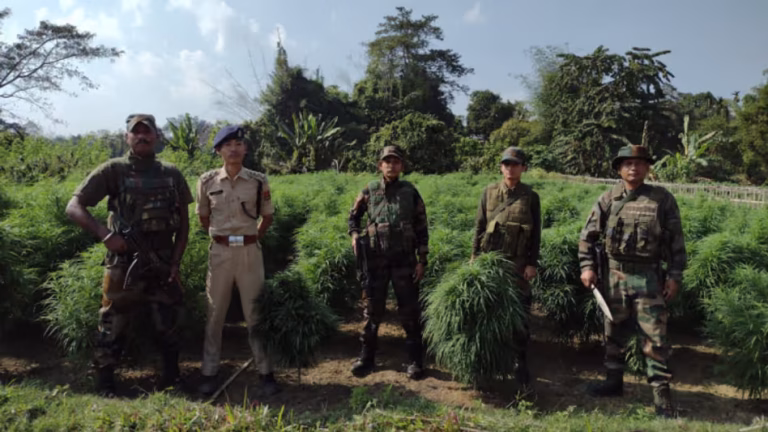 Tripura Police Destroys Cannabis Cultivation Worth ₹3.5 Crore
