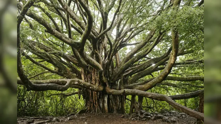 Protests Over Banyan Tree Relocation in Porvorim