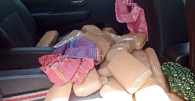 Tripura Police Seize 49.5 kg of Cannabis; Smuggler Arrested