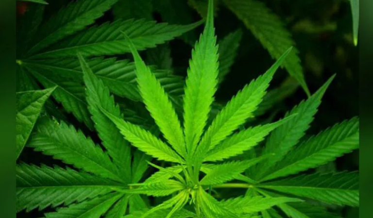Interstate Drug Peddling Gang from Odisha Busted in Hyderabad