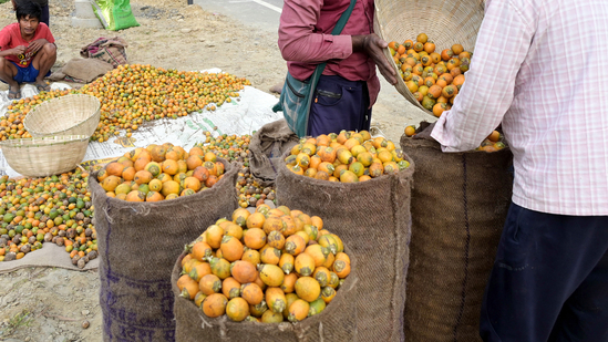 Farmers fills the harvested raw betel nut into a sack on Haflong-Silchar link road